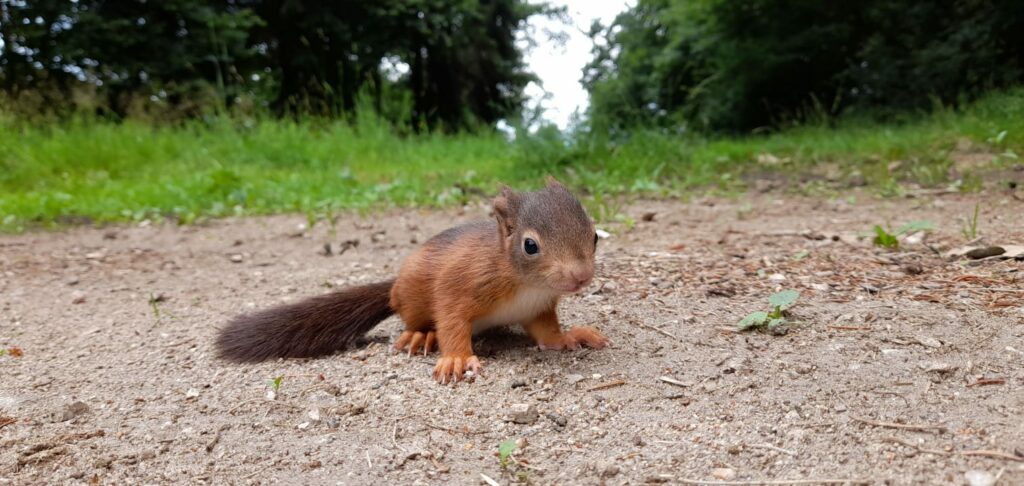 Eichhörnchen sitzt am Boden.